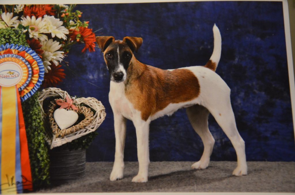 Terrier Des Roches I'jubel du castel des prés
