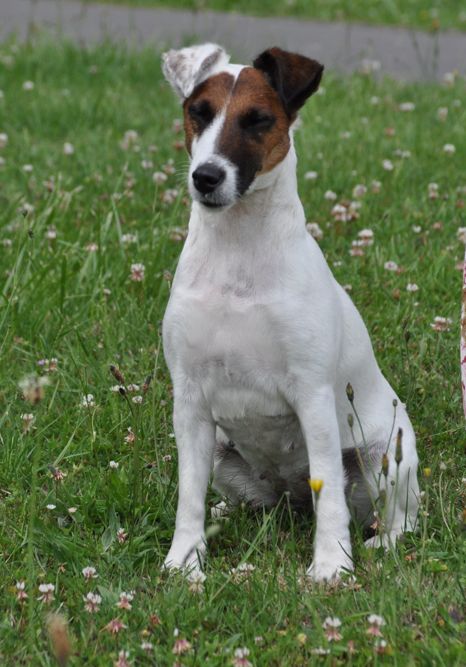 Terrier des roches tina Du castel des pres